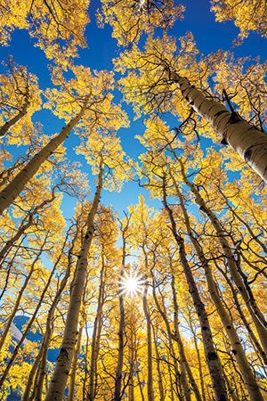 Golden aspens near Telluride, Colorado