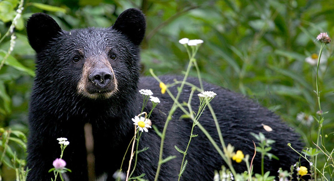 trail runner bear encounter