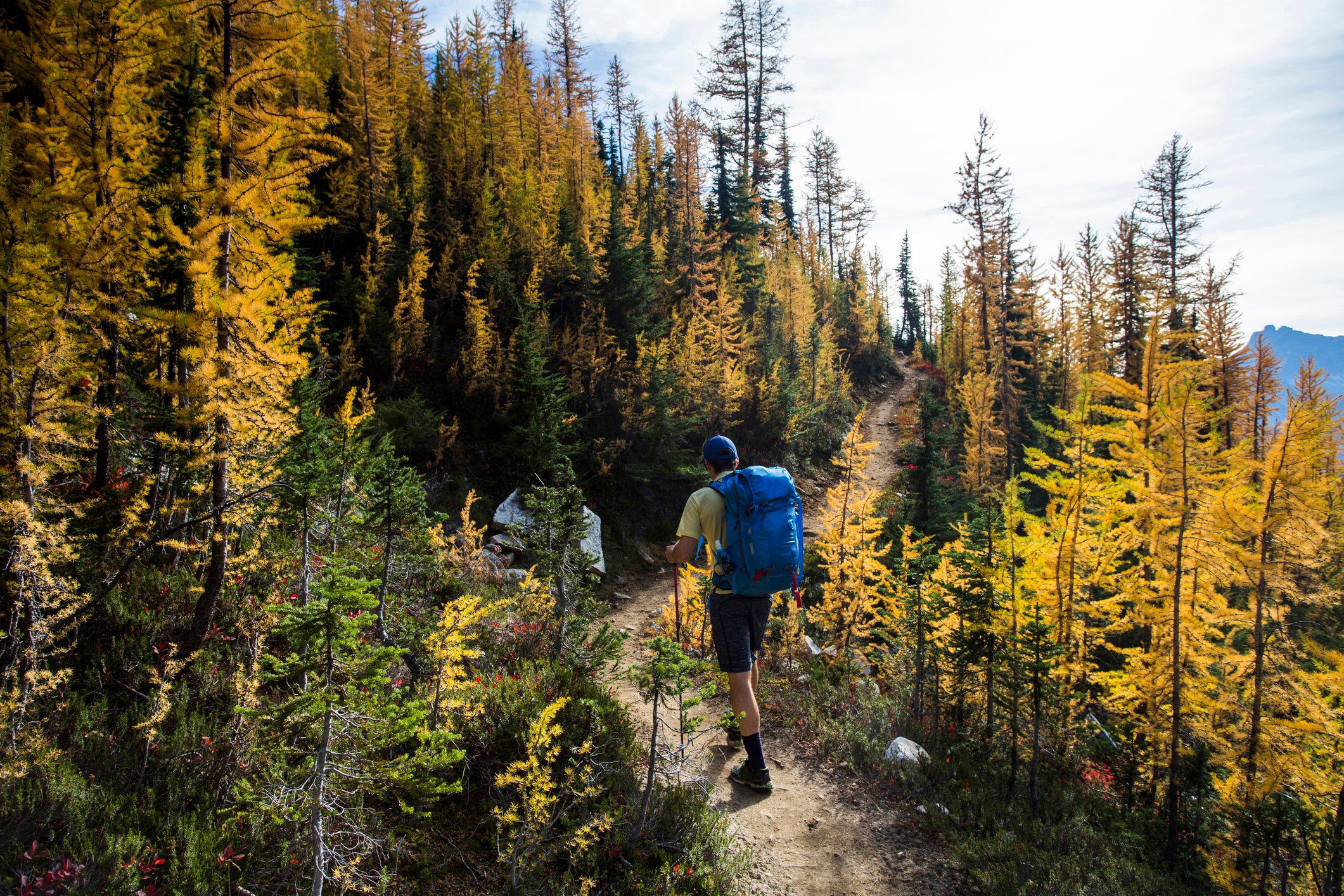 A young man hikes through the colorful larch trees in the Pasayten Wilderness on the Pacific Crest Trail (PCT) in Washington.