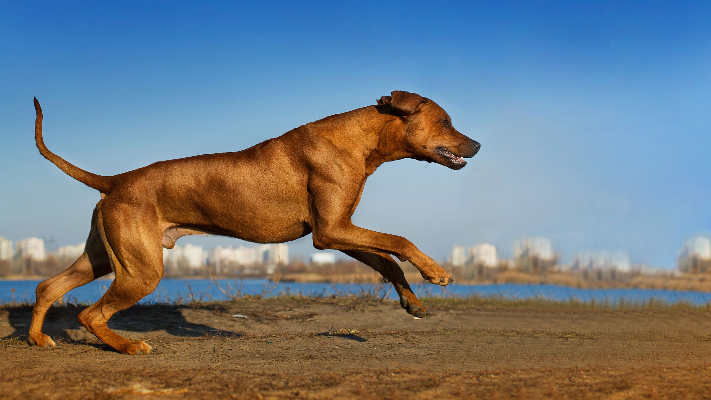Rhodesian ridgeback best running dogs
