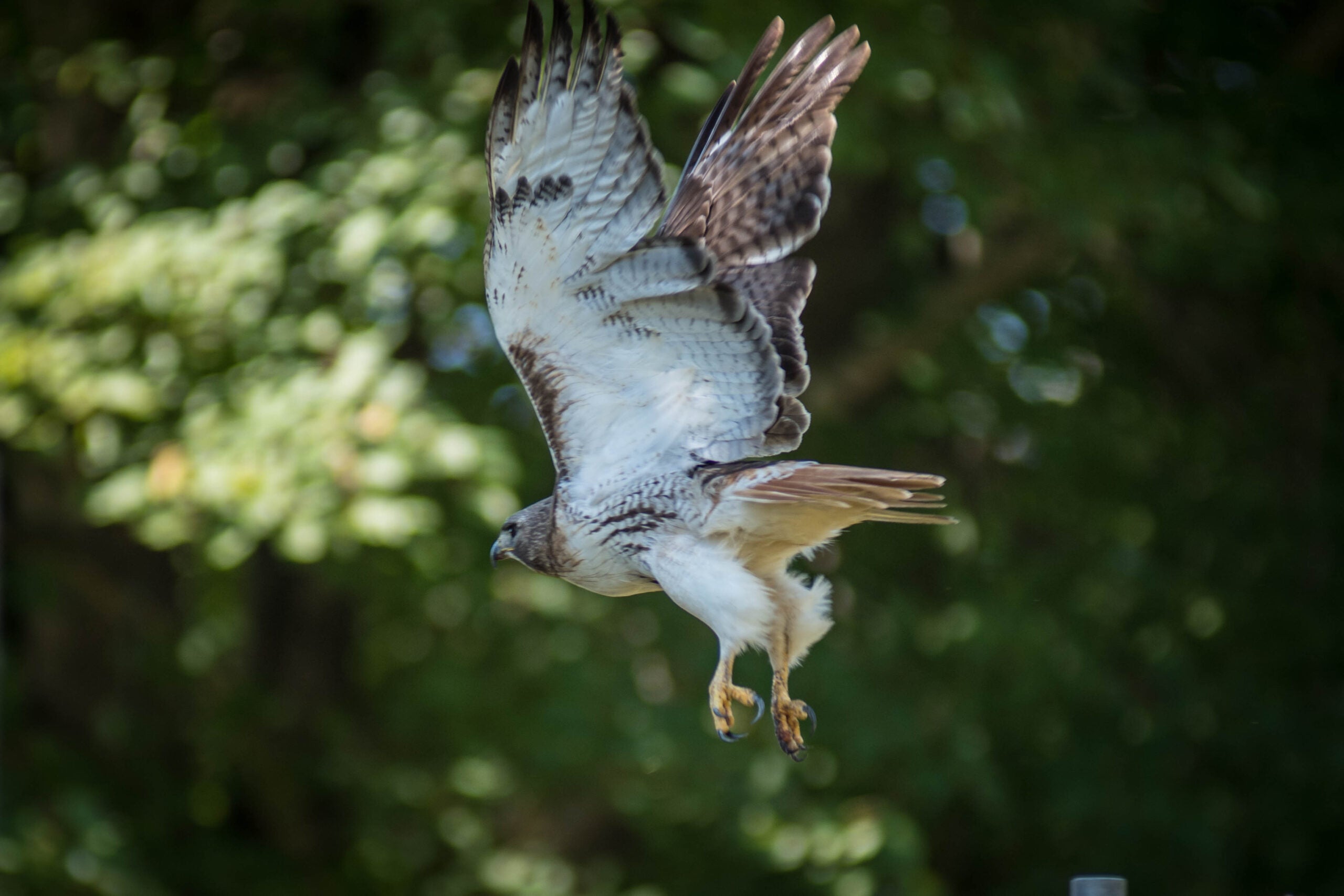 Red-tailed Hawk. Photo Credit: Gordon Coates