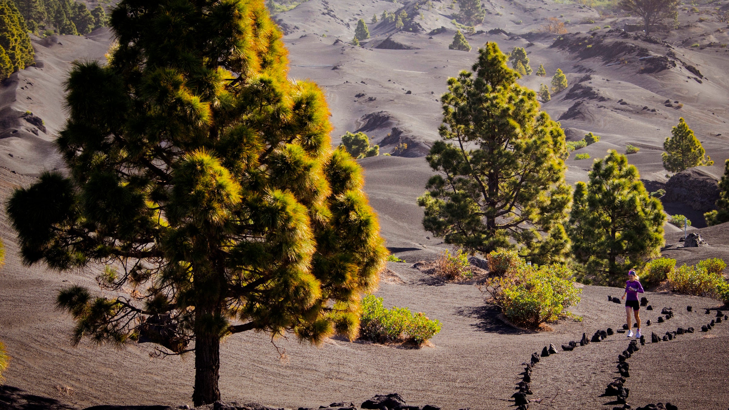 Trail running athlete training on a sunny day in a volcanic landscape of black lava sand with green trees and a path marked with stones. The woman is dressed in sneakers, leggings and long tight t-shirt and a headband.